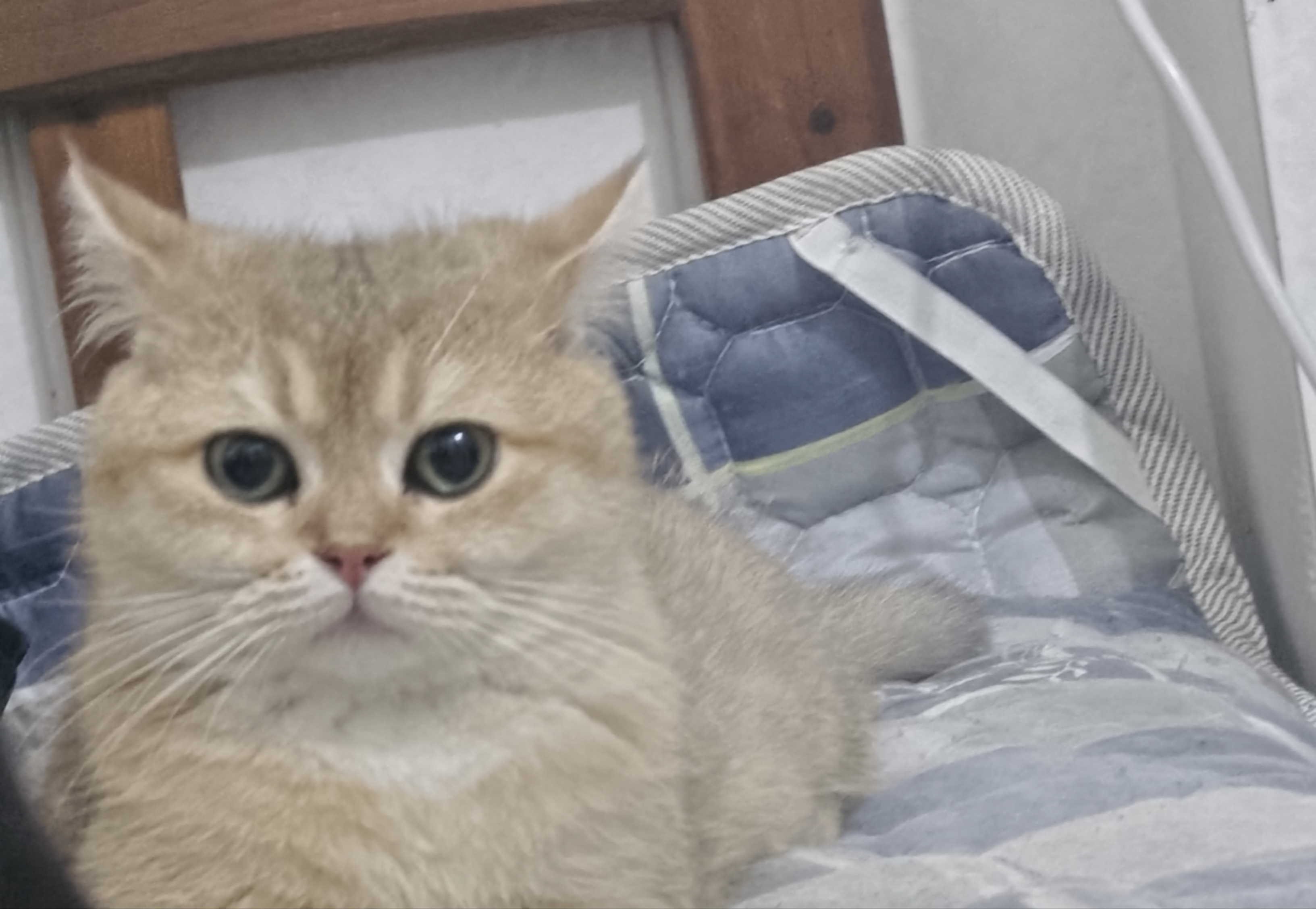 公猫没有绝育